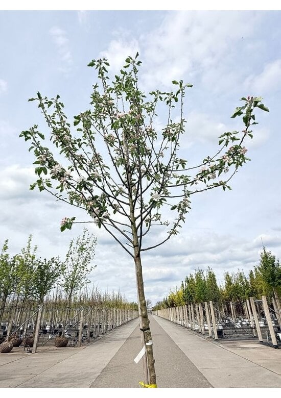Apfelbaum - Herbstapfel 'Cox Orange Pippin' | Malus domestica 'Cox Orange Pippin'
