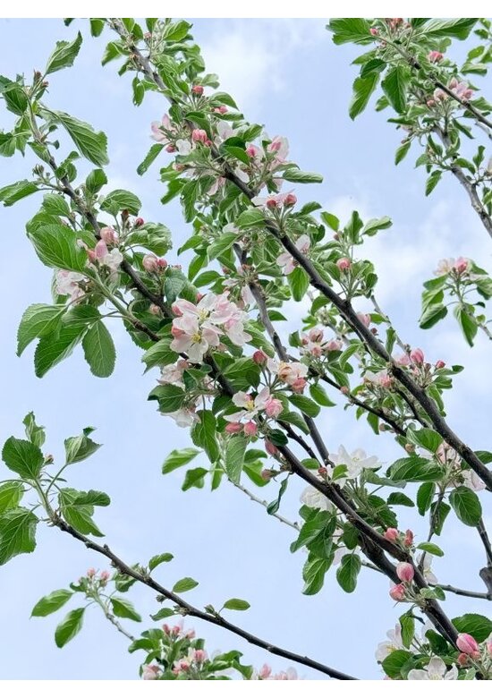 Apfelbaum - Herbstapfel 'Cox Orange Pippin' | Malus domestica 'Cox Orange Pippin'