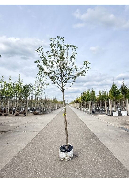 Apfelbaum - Herbstapfel 'Cox Orange Pippin' | Malus domestica 'Cox Orange Pippin'