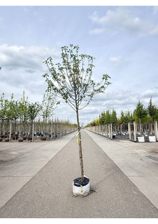Apfelbaum - Herbstapfel 'Cox Orange Pippin' | Malus domestica 'Cox Orange Pippin'