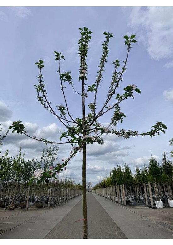Apfelbaum 'Ecolette' | Malus domestica 'Ecolette'