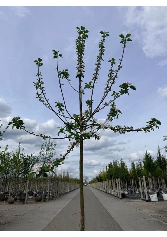 Apfelbaum 'Ecolette' | Malus domestica 'Ecolette'