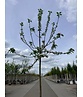 Apfelbaum 'Ecolette' | Malus domestica 'Ecolette'