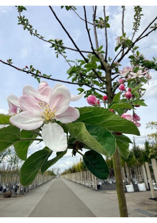 Apfelbaum 'Ecolette' | Malus domestica 'Ecolette'