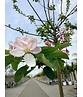 Apfelbaum 'Ecolette' | Malus domestica 'Ecolette'