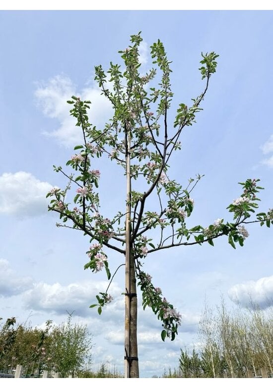 Apfelbaum 'Elstar' | Malus domestica 'Elstar'