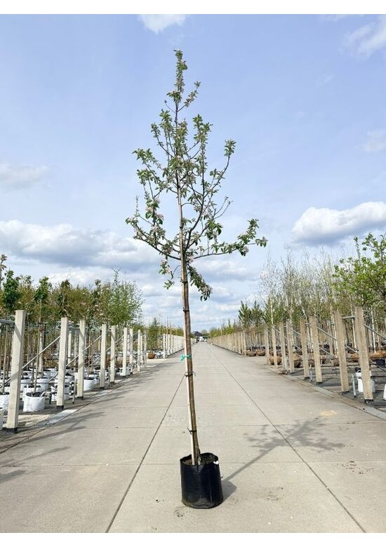 Apfelbaum 'Elstar' | Malus domestica 'Elstar'