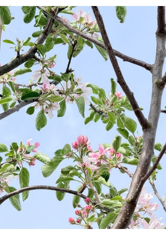 Apfelbaum 'Elstar' | Malus domestica 'Elstar'
