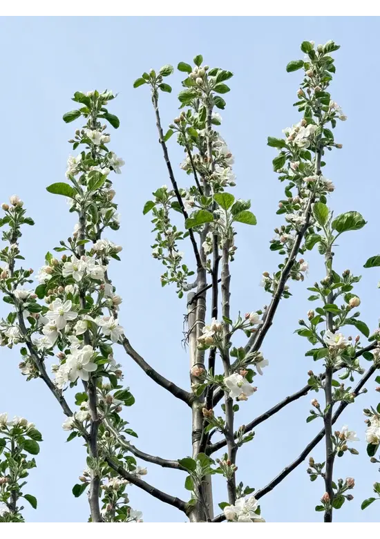 Apfelbaum 'Glorie van Holland' | Malus domestica 'Glorie van Holland'