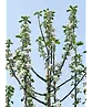 Apfelbaum 'Glorie van Holland' | Malus domestica 'Glorie van Holland'