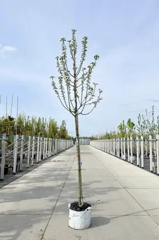 Apfelbaum 'Glorie van Holland' | Malus domestica 'Glorie van Holland'