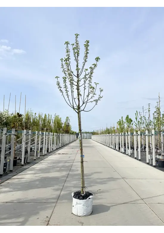 Apfelbaum 'Glorie van Holland' | Malus domestica 'Glorie van Holland'