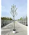 Apfelbaum 'Glorie van Holland' | Malus domestica 'Glorie van Holland'