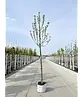 Apfelbaum 'Glorie van Holland' | Malus domestica 'Glorie van Holland'