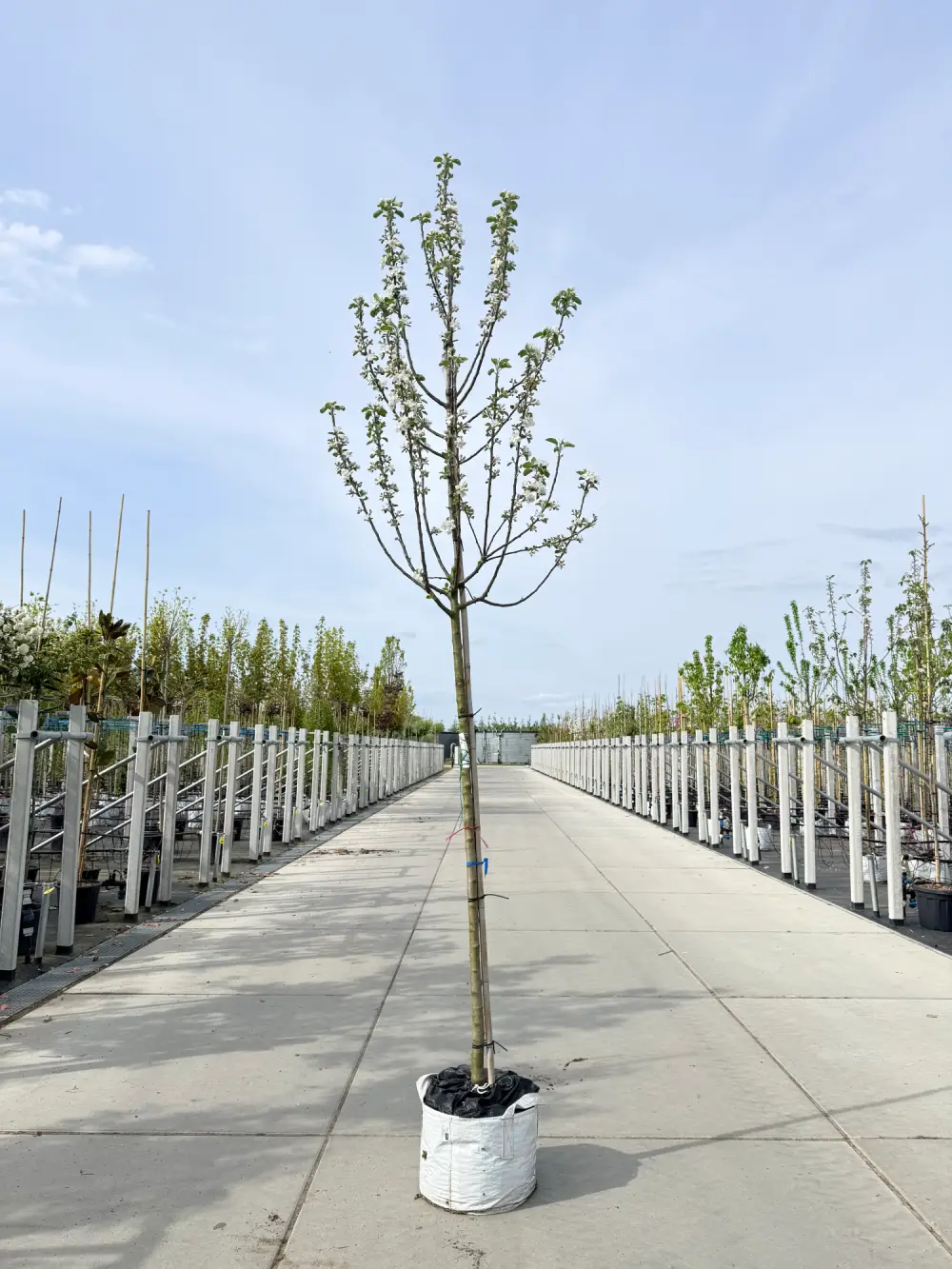 kirschlorbeer blumenerde Portugiesischer Kirschlorbeer - Prunus lusitanica main image 0
