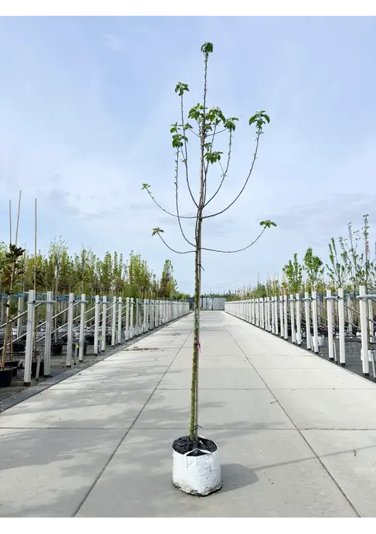 Apfelbaum 'Golden Pearmain' | Malus domestica 'Golden Pearmain'
