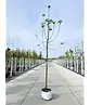 Apfelbaum 'Golden Pearmain' | Malus domestica 'Golden Pearmain'