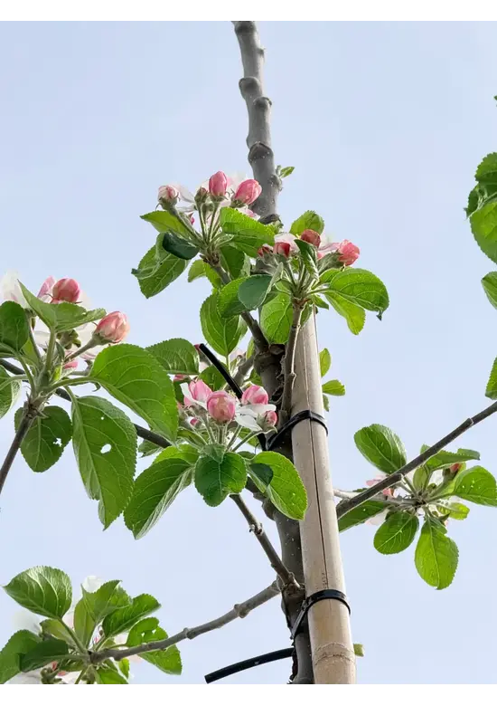 Apfelbaum 'Golden Pearmain' | Malus domestica 'Golden Pearmain'