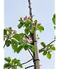 Apfelbaum 'Golden Pearmain' | Malus domestica 'Golden Pearmain'