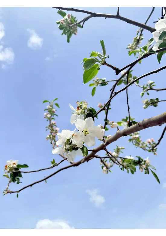 Apfelbaum 'Gravensteiner' | Malus domestica 'Gravensteiner'