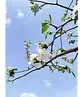 Apfelbaum 'Gravensteiner' | Malus domestica 'Gravensteiner'