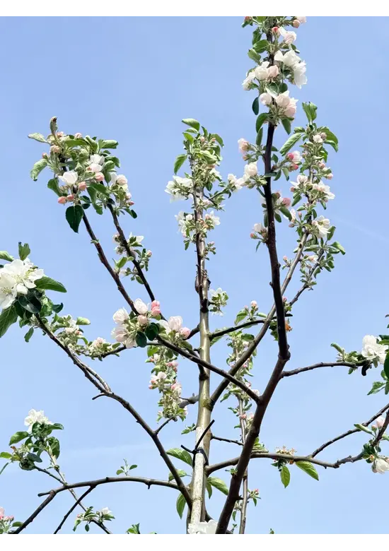 Apfelbaum 'Gravensteiner' | Malus domestica 'Gravensteiner'