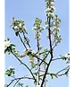 Apfelbaum 'Gravensteiner' | Malus domestica 'Gravensteiner'