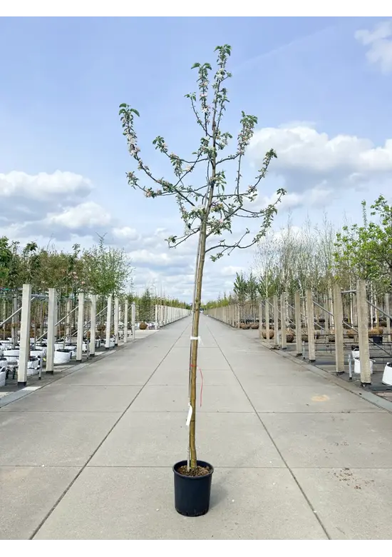 Apfelbaum 'Gravensteiner' | Malus domestica 'Gravensteiner'