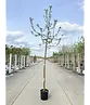 Apfelbaum 'Gravensteiner' | Malus domestica 'Gravensteiner'