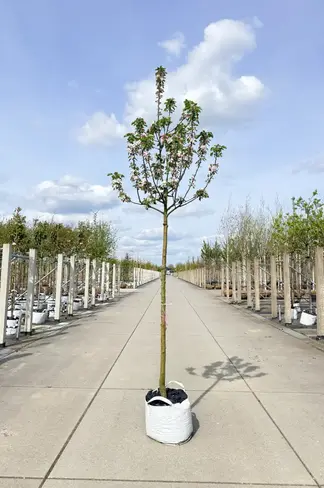 Apfelbaum 'James Grieve' | Malus domestica 'James Grieve'