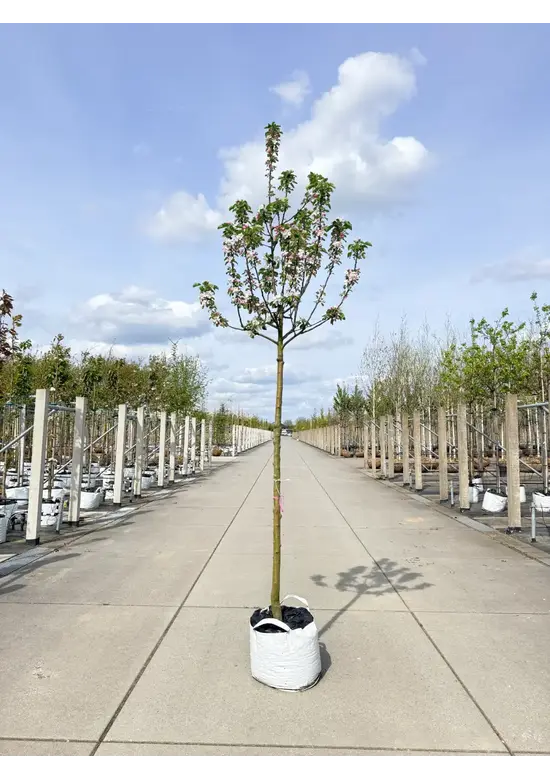 Apfelbaum 'James Grieve' | Malus domestica 'James Grieve'
