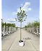Apfelbaum 'James Grieve' | Malus domestica 'James Grieve'