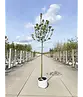 Apfelbaum 'James Grieve' | Malus domestica 'James Grieve'