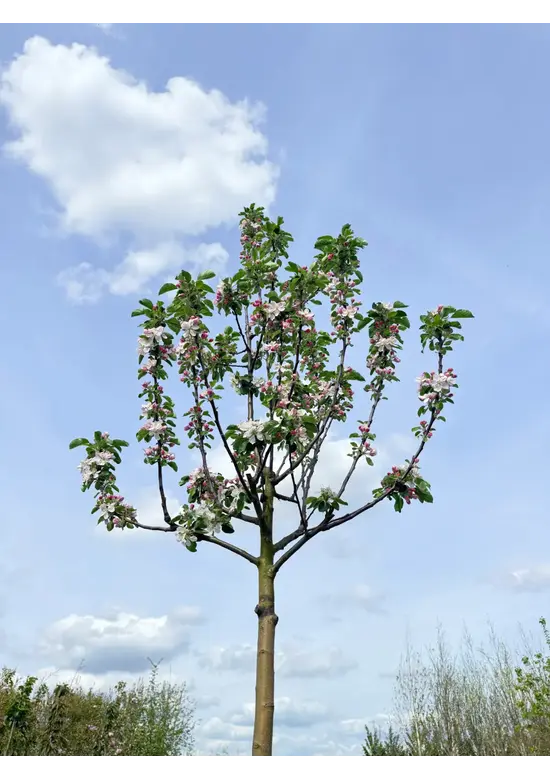 Apfelbaum 'James Grieve' | Malus domestica 'James Grieve'