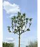 Apfelbaum 'James Grieve' | Malus domestica 'James Grieve'