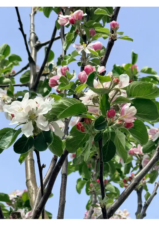 Apfelbaum 'James Grieve' | Malus domestica 'James Grieve'