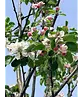 Apfelbaum 'James Grieve' | Malus domestica 'James Grieve'