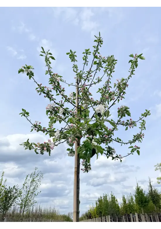 Apfelbaum 'Jonagold' | Malus domestica 'Jonagold'