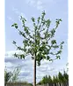 Apfelbaum 'Jonagold' | Malus domestica 'Jonagold'