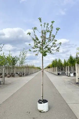 Apfelbaum 'Jonagold' | Malus domestica 'Jonagold'