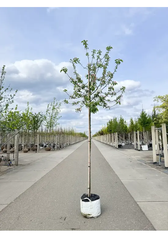 Apfelbaum 'Jonagold' | Malus domestica 'Jonagold'