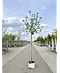 Apfelbaum 'Jonagold' | Malus domestica 'Jonagold'