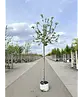Apfelbaum 'Jonagold' | Malus domestica 'Jonagold'