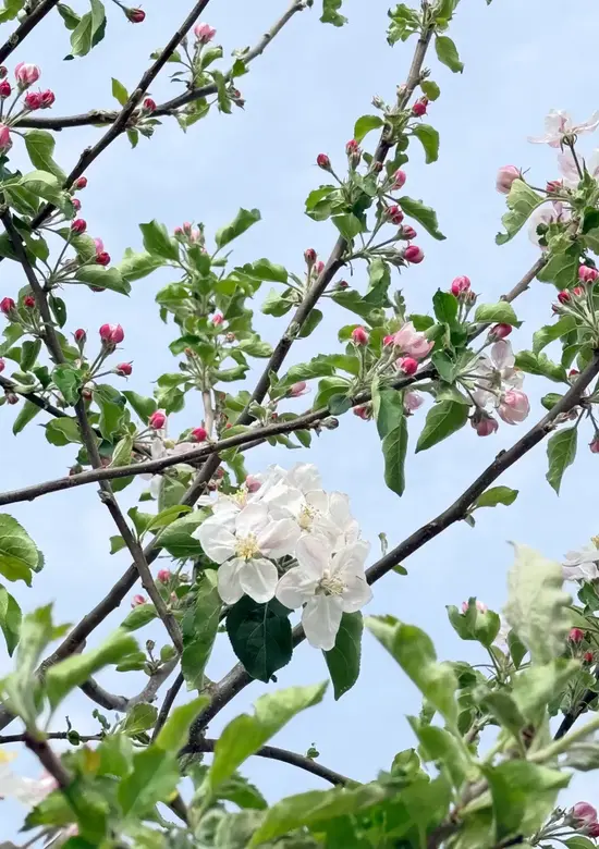 Apfelbaum 'Jonagold' Kaufen | mit 3-Jahres-Garantie - Venovi