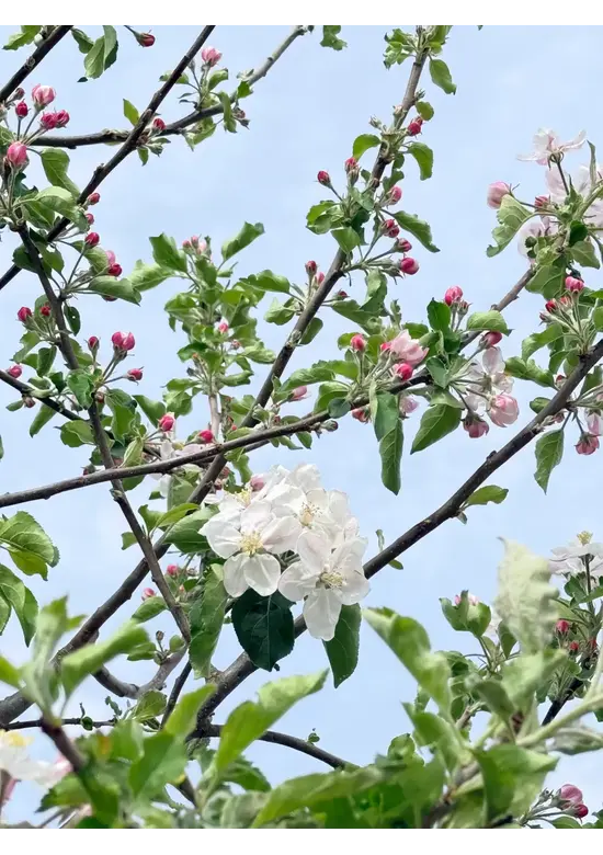 Apfelbaum 'Jonagold' | Malus domestica 'Jonagold'
