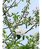 Apfelbaum 'Jonagold' | Malus domestica 'Jonagold'