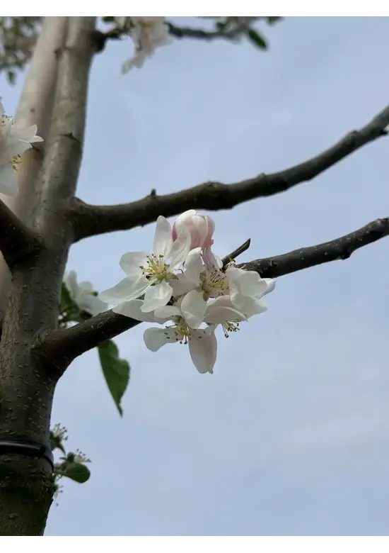 Apfelbaum 'Katja' | Malus domestica 'Katja'