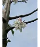 Apfelbaum 'Katja' | Malus domestica 'Katja'
