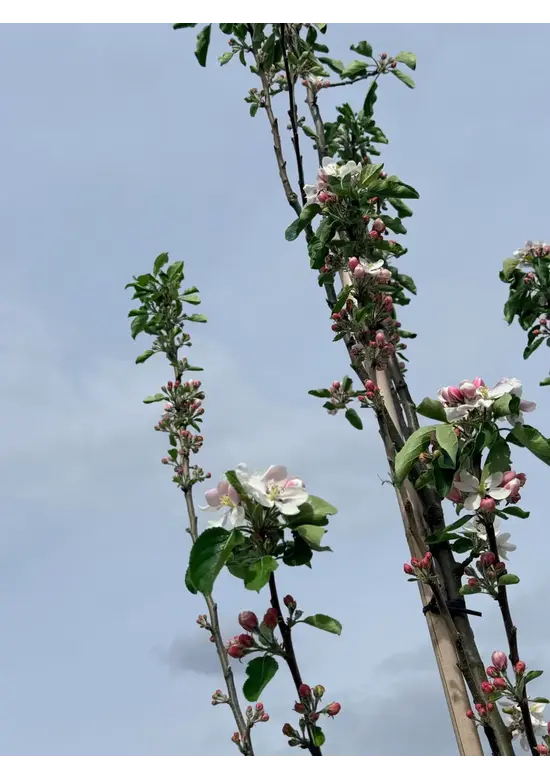 Apfelbaum 'Katja' | Malus domestica 'Katja'