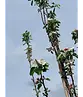 Apfelbaum 'Katja' | Malus domestica 'Katja'